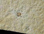 Leptolepides sprattiformis (BLAINVILLE 1818) & Saccocoma tenella (GOLDFUSS 1831) - Bild © FossNet FossilienStore